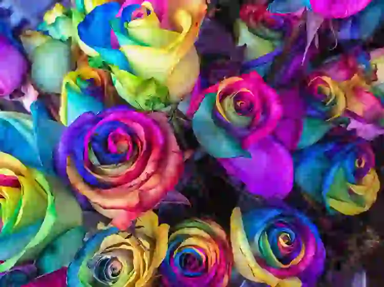 immagine a colori in formato WebP
